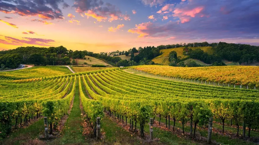 Paysage de vignes en Gironde 